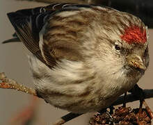 Common Redpoll