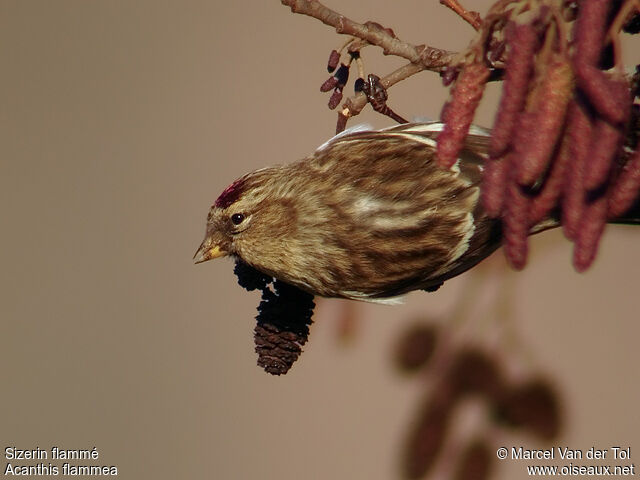 Common Redpoll