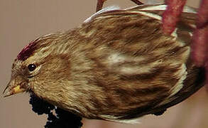 Redpoll