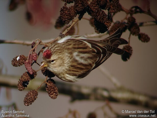 Common Redpoll