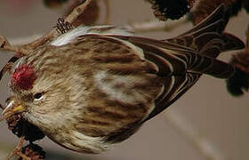 Common Redpoll