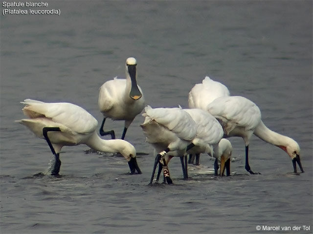 Eurasian Spoonbill