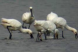 Eurasian Spoonbill