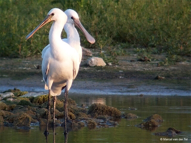 Eurasian Spoonbill