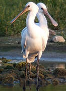 Eurasian Spoonbill