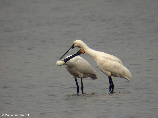 Eurasian Spoonbill