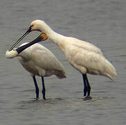 Eurasian Spoonbill