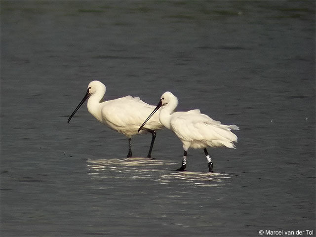 Eurasian Spoonbill