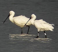 Eurasian Spoonbill