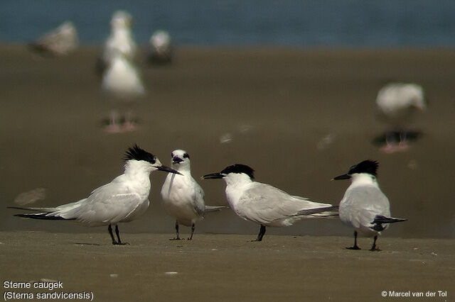 Sandwich Tern