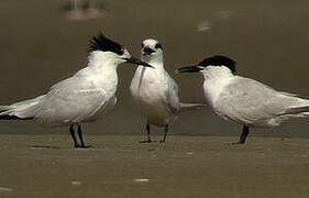 Sandwich Tern