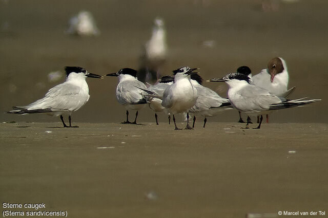 Sandwich Tern