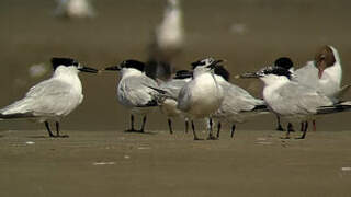 Sandwich Tern