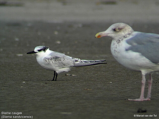 Sandwich Tern