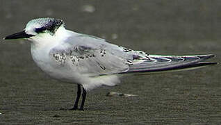 Sandwich Tern