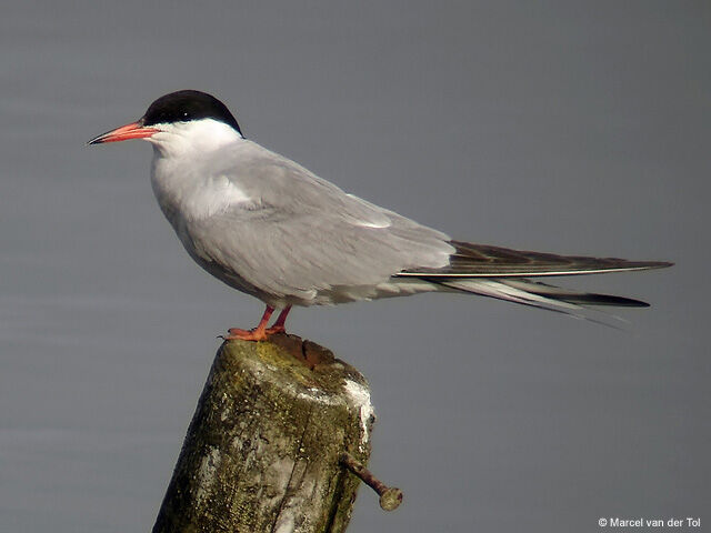 Common Tern