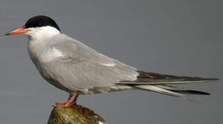 Common Tern