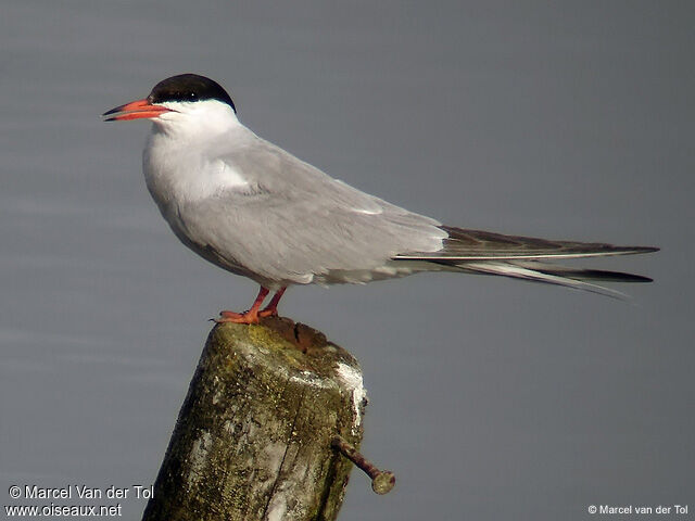 Common Tern