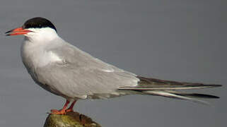 Common Tern