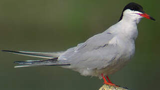 Common Tern