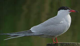 Common Tern