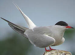 Common Tern