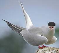 Common Tern