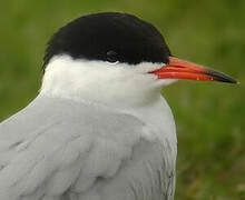 Common Tern