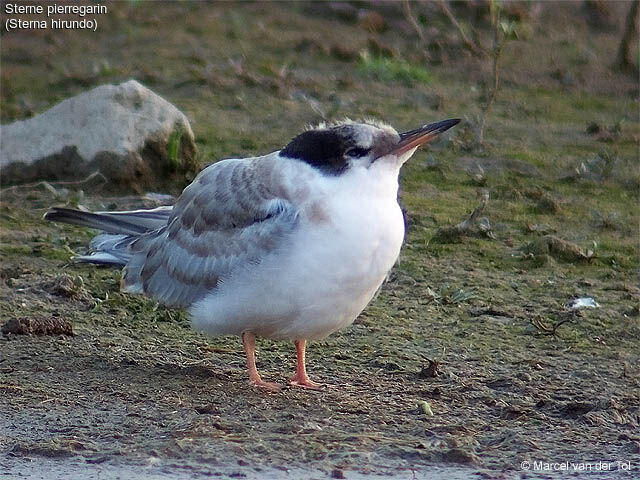 Common Tern