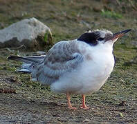 Common Tern