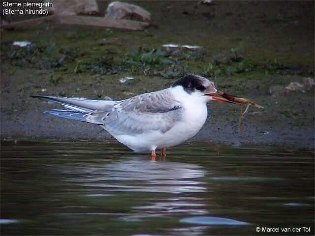 Common Tern