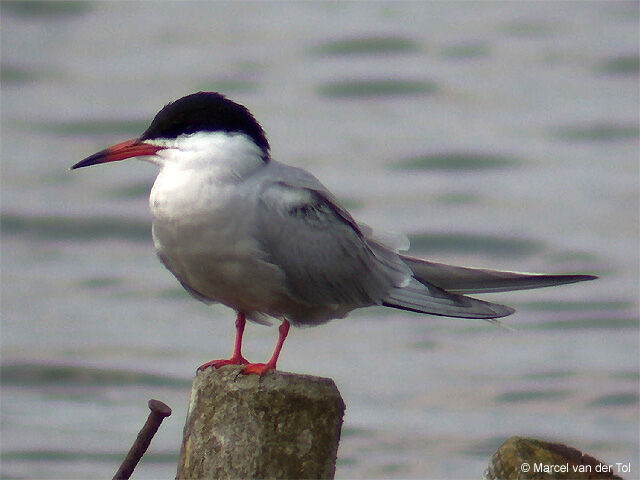 Common Tern