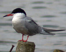 Common Tern