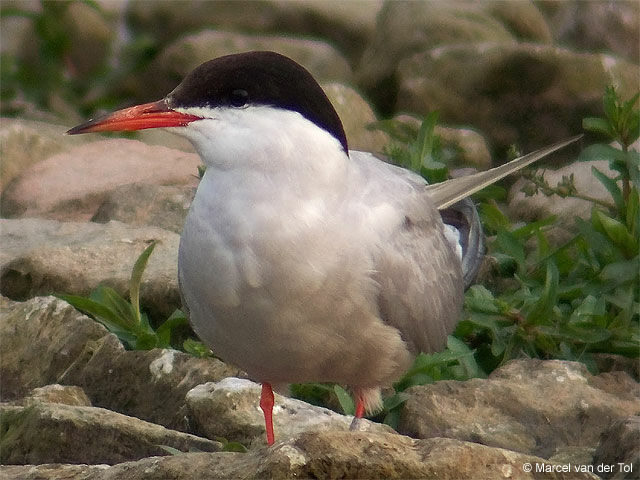 Common Tern