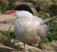 Common Tern