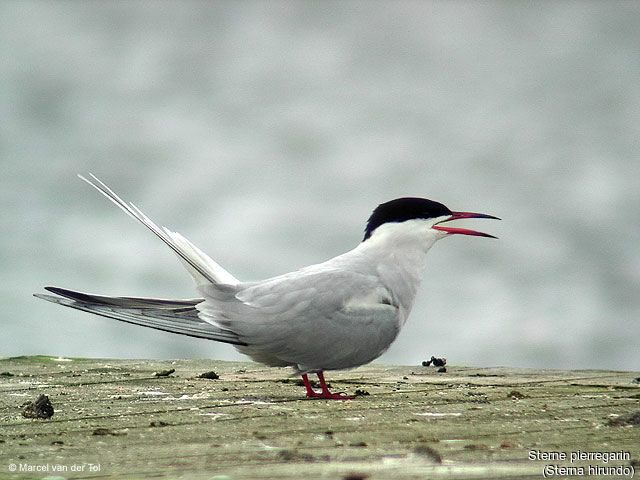 Common Tern