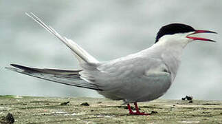 Common Tern