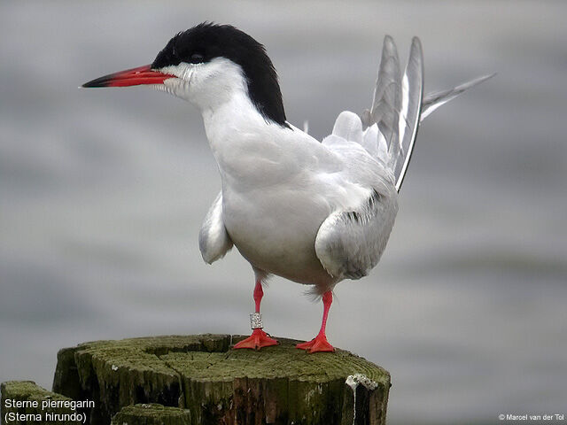 Common Tern