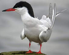 Common Tern