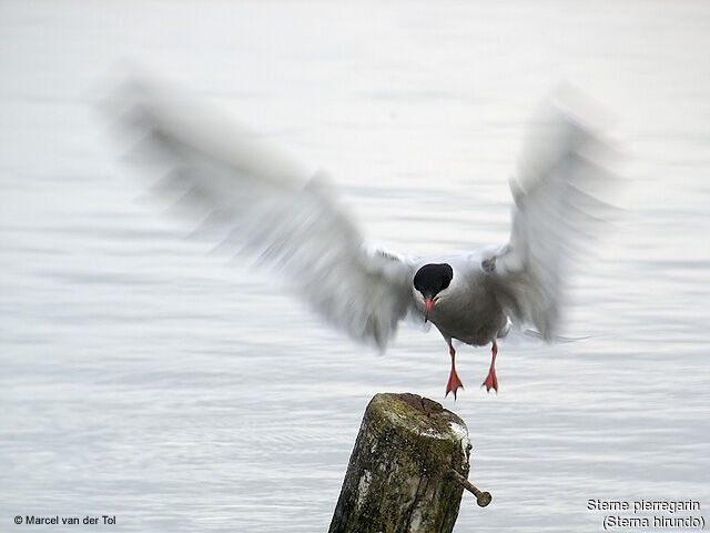 Common Tern