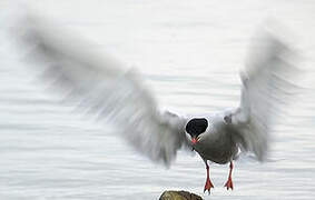 Common Tern