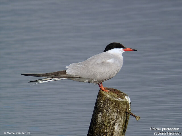 Common Tern