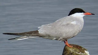 Common Tern