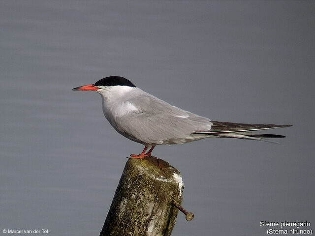 Common Tern