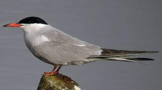 Common Tern