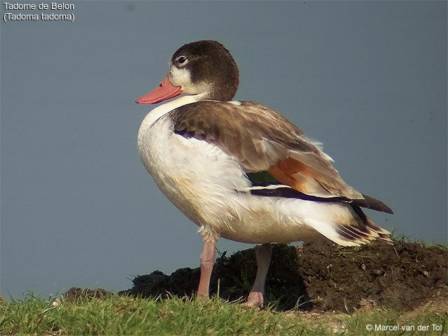 Common Shelduck