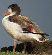 Common Shelduck