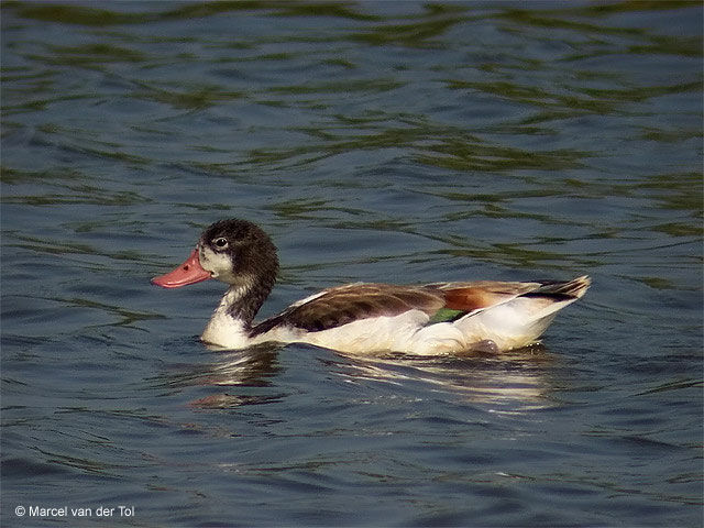 Common Shelduck