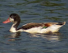 Common Shelduck