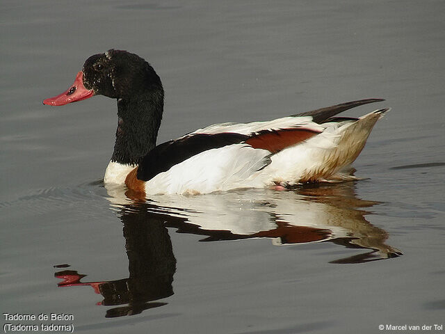 Common Shelduck